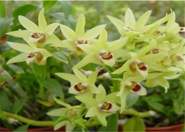 鿴ϸϢ⣺Herba Dendrodii Flower Ķ2789