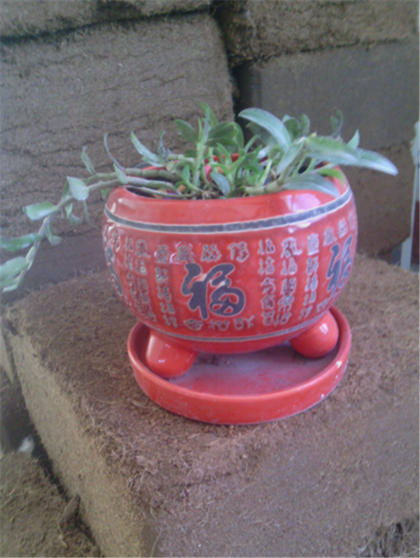 鿴ϸϢ⣺Herba Dendrodii Pot Seedlings Ķ2496