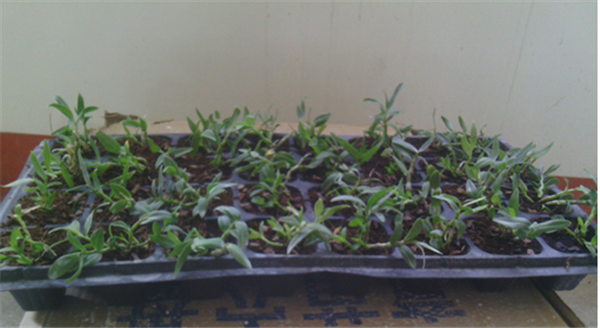 鿴ϸϢ⣺Herba Dendrodii Plug Seedlings Ķ2638